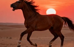 悲愤填膺打猜一最佳准确生肖，猜一词语释义解释作答